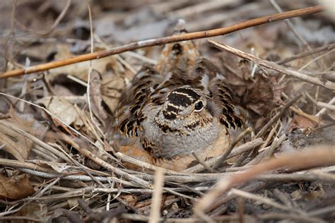 American Woodcock On Nest Scolopax Minor Kelenken Flickr