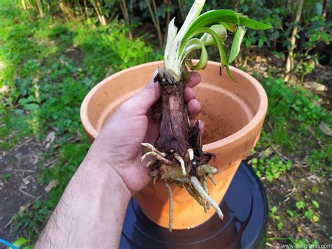 How to plant agapanthus in pots [with pictures] - Dear Plants