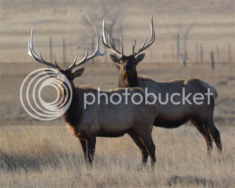 North Dakota Wildlife