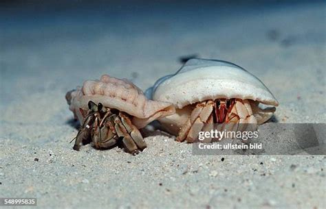 50 Land Hermit Crabs Stock Photos High Res Pictures And Images