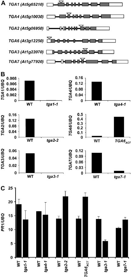 Characterization Of Tga T Dna Insertion Mutants A Sche Matic