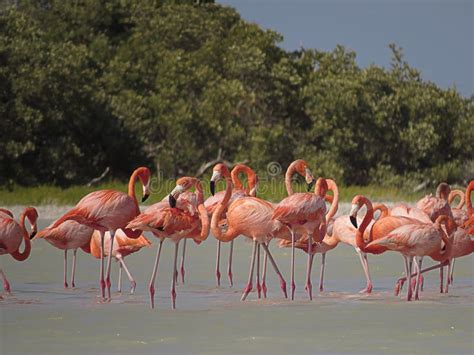 Flamingos In The River Stock Image Image Of Pink Squad 61872139