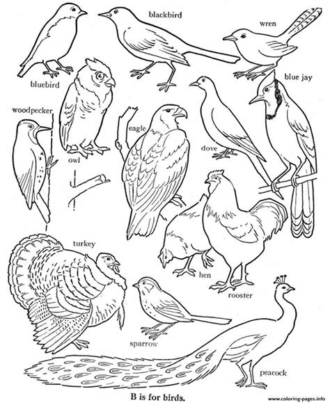 Раскраски Перелетные птицы для детей 6 7 лет с названиями (28 шт ...