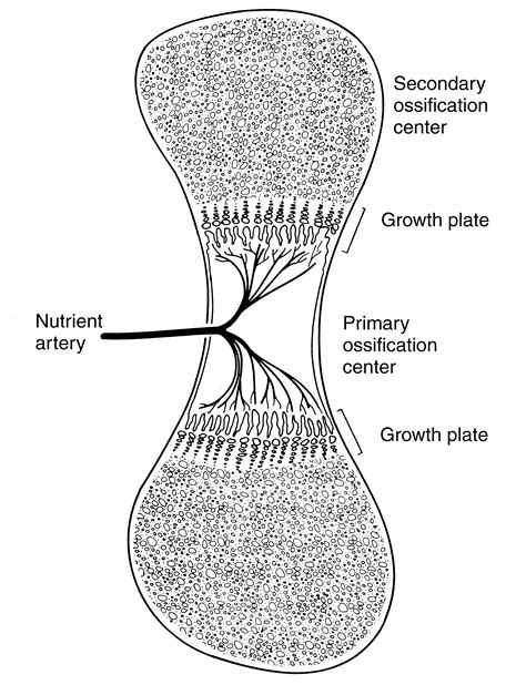 Bone Formation - Orthogate Press