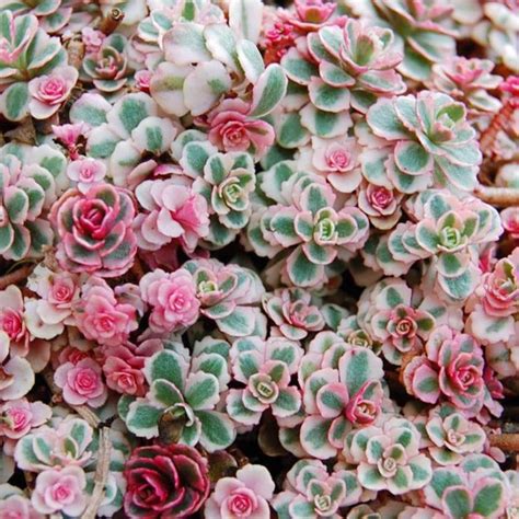 Sedum Rainbow Blob