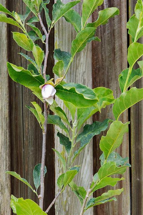 8 Different Types Of Magnolia Trees The Magnolia Company