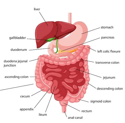 Diagram Of Digestive System Organs Parts Process And More