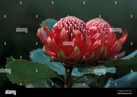 Floral Emblem Of Nsw Hi Res Stock Photography And Images Alamy