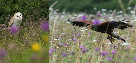 Birds of Prey at the Andover Hawk Conservancy - Timeline Events