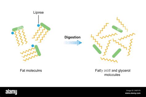 Diseño científico de la digestión de las moléculas de grasa Efecto de