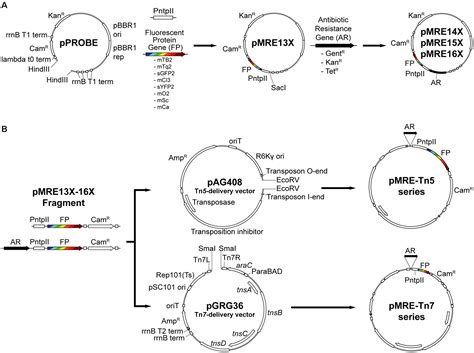 Frontiers Chromatic Bacteria A Broad Host Range Plasmid And