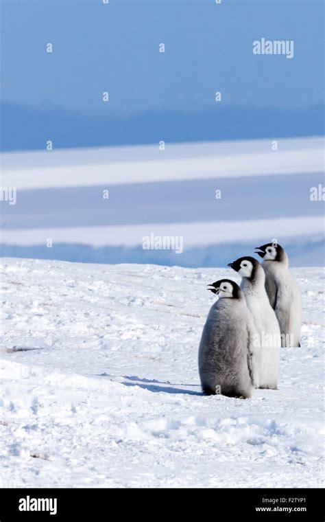 Antarctic Emperor Penguins Aptenodytes Forsteri Stock Photo Alamy