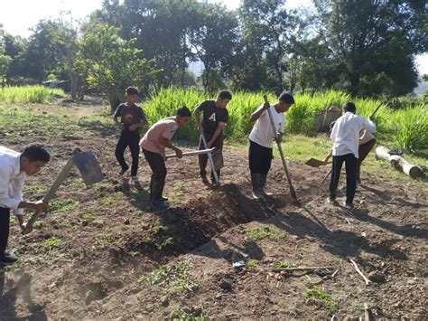 Persiapan Lahan Untuk Penanaman Hpt Pakchong Dinas Pertanian Dan