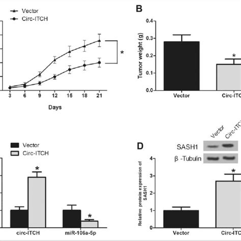 Upregulation Of Circ ITCH Inhibits Glioma Cell Growth In Vivo A