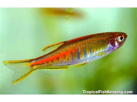 Glowlight Danio Danio Choprae Profile Glowlight Tropical Fish Fish