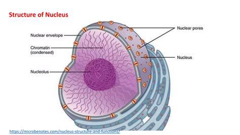 Ultrastructure Of Nucleus And Functions Ppt