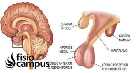 Hipófisis Qué es ubicación cómo funciona qué hormonas produce y