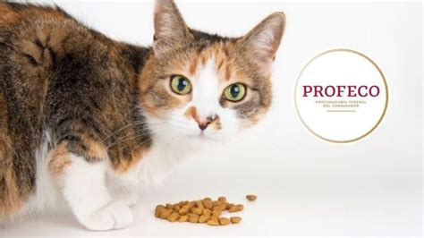 Top De Croquetas Para Gato Con M S Prote Na Seg N Profeco Petlife