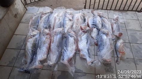 Sema MT E PM Apreendem 236 Kg De Pescado Ilegal Armas De Fogo E Carne