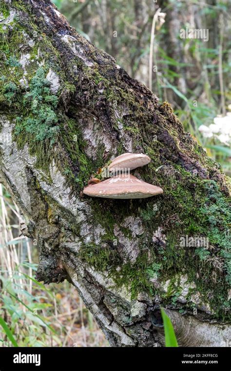 Birch Polypore Piptoporus Betulinus Bracket Fungus Growing On Silver