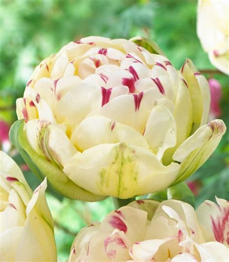 Several White And Red Flowers With Green Leaves In The Backgrounnds On