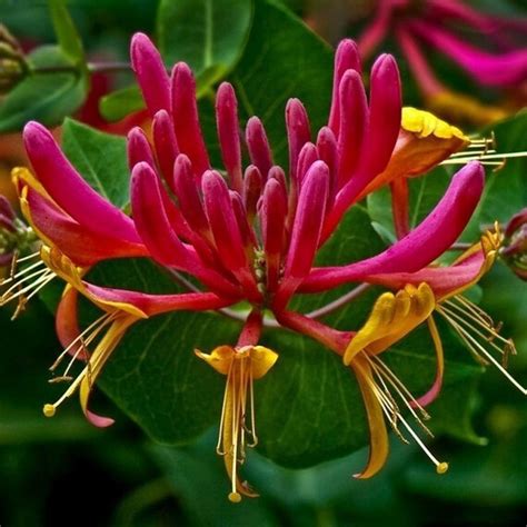 50Seeds Trumpet Honeysuckle Vine Lonicera Sempervirens Seeds Vines