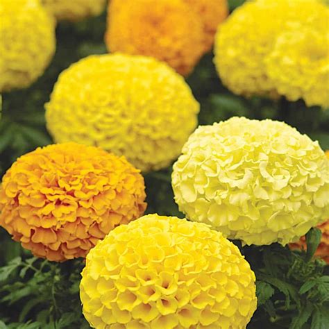 Marigold African Seeds F1 Marvel Mix The Veggie Gardener