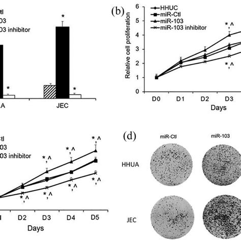 Effects Of MiR 103 On Human EC Cells In Vitro A MiR 103 Level Was