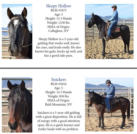 Prisoner Trained Mustang adoption Archives - Horse and Man