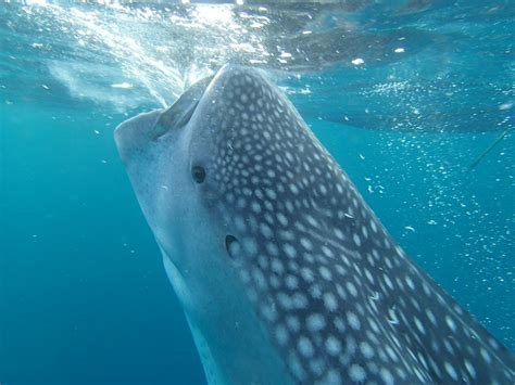 Whale Shark in October 2013 by Carmelo López Abad · iNaturalist