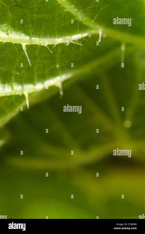 Cause Of Nettle Rash Common Stinging Nettles In Close Up Detail Showing