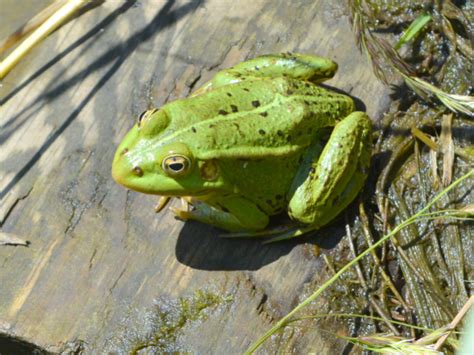 7500 Frogs Released After Frog Poaching Ring Busted In Turkey - Reptiles Magazine