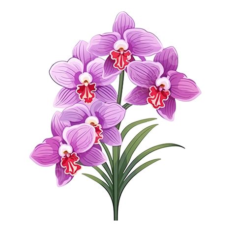 Beautiful Vanda Orchid Flower Flat Style Orchid White Background Png