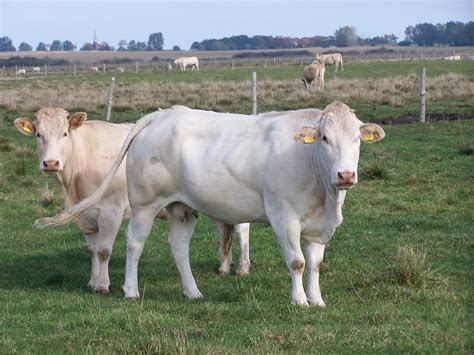 American Brown Swiss - Cow Breeds : 51 pics