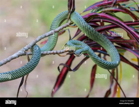 Mildly venomous gold and black tree snake hi-res stock photography and ...