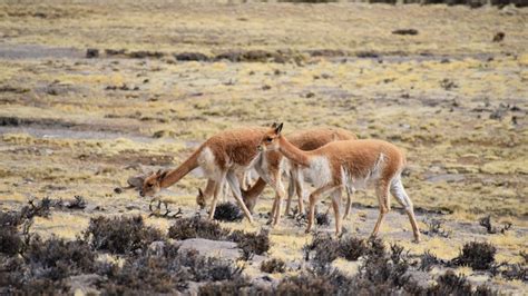 Serfor Perú on Twitter Puno Comunidades campesinas venden en el