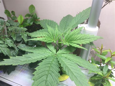 After 17 years of growing illegally, I finally have my first plant I