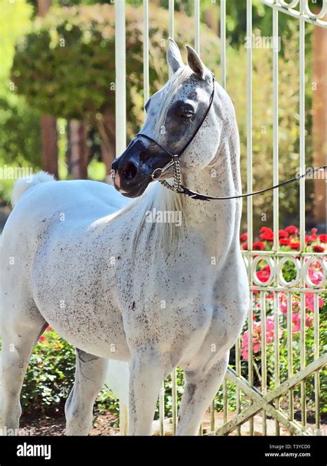 Egyptian Arabian Horse Hi Res Stock Photography And Images Alamy