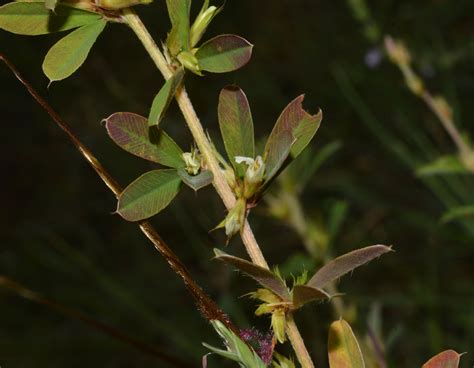 Lespedeza gerardiana – eFlora of India