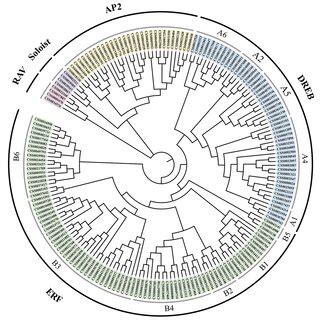 The Synteny Analysis Of Csap Erfs The Value On Each Chromosome