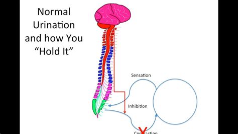 How Does Spinal Cord Injury Effect the Bladder? | Doovi