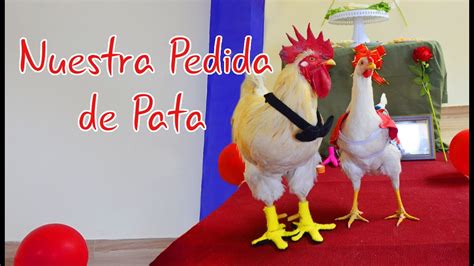 Gallo Lino Pide La Pata A Su Gallina Luna Bella Youtube