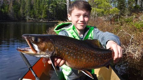 My Son Catches A Beautiful Algonquin Park Brook Trout YouTube