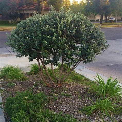 Feijoa Sellowiana Pineapple Guava Seeds X10 Ole Lantana S Seed Store