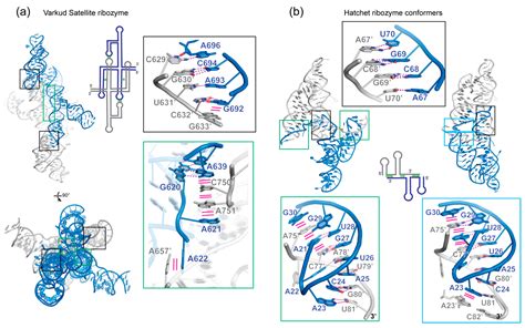 Molecules Free Full Text Structural Insights Into Rna Dimerization