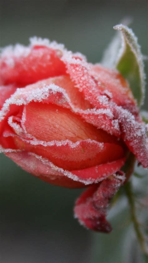 Wallpaper Frozen Flower Frost Red Rose 3840x2160 Uhd 4k Picture Image