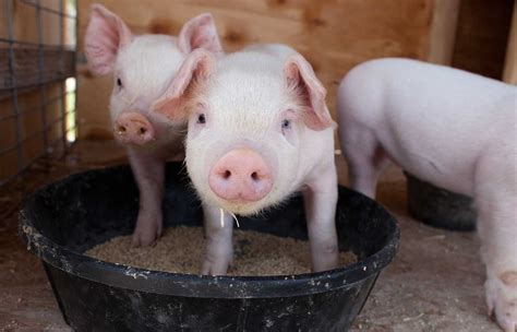 65 Amazing Pig Facts Your Kids Will Love (2024) - Milwaukee With Kids