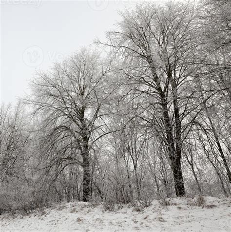 Photographed winter forest 9722005 Stock Photo at Vecteezy