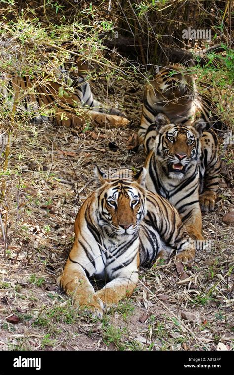 Bengal Tigers Lying Panthera Tigris Tigris Stock Photo Alamy