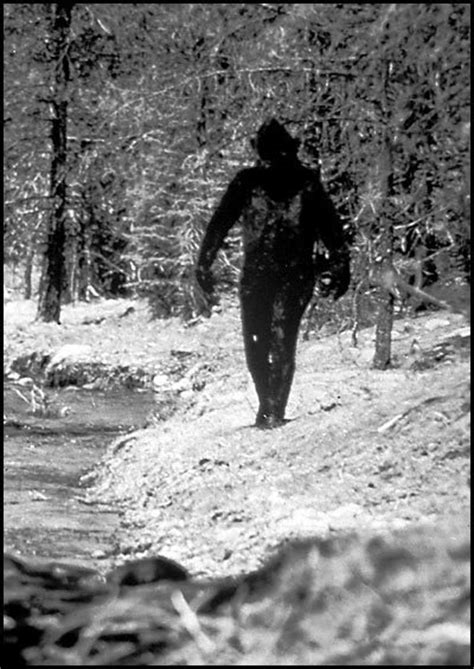 Supposed Photos Of The Legendary Bigfoot Legendary Monsters Photo